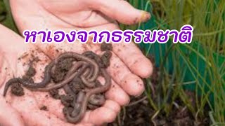 379/ วิธีหาไส้เดือนจากธรรมชาติมาเลี้ยง/ Adopt a natural earthworm