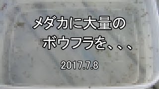 【閲覧注意！】メダカに大量のボウフラを、、、