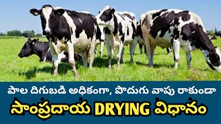 పాడి పశువు సకాలంలో ఒట్టి పోవాలంటే (DRY) ఇలా చేయండి DRYING of Dairy cows and buffaloes