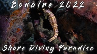 Bonaire - A scuba diving paradise! Amazing reefs. Underwater video taken with a Gopro Hero 10