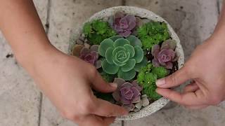 Arranging Succulents Succy Craft Style