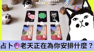 占卜🔮老天爺正在為你安排什麼❤️【字幕】 #喵黛麗塔羅