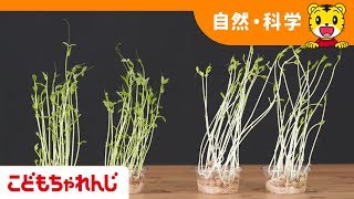 「さいばいじっけん　じっけんムービー」5・6歳向け　10月号＜サイエンスプラス講座＞　【しまじろうチャンネル公式】