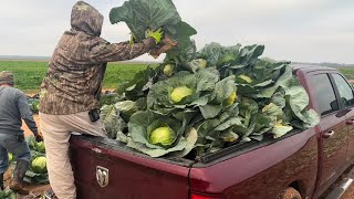 Cabbage Harvest - 2024