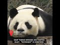 Giant pandas Meixiang and Tiantian enjoy “retirement