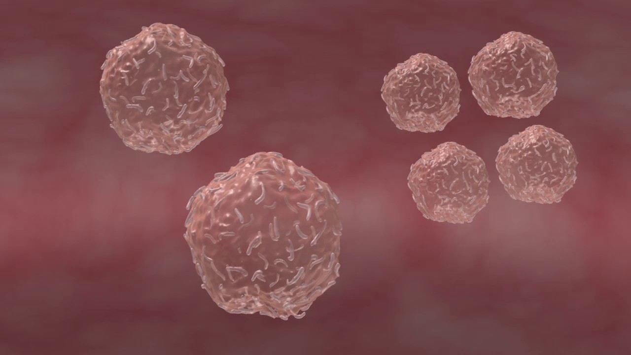 Immunité Adaptative Réseau Canopé Youtube