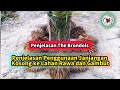 Penjelasan Penggunaan Janjangan Kosong ke Lahan Rawa dan Gambut