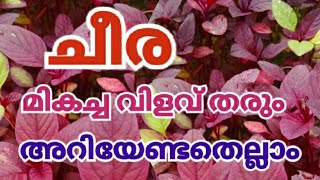 ഒരു മിനിറ്റില്‍| ഇങ്ങനെ ചെയ്താല്‍ ചീര കാടുപോലെ വളരും  |ചീരപാടം#shorts