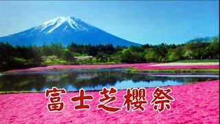 富士芝櫻祭