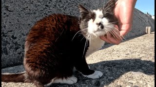 船着き場で出逢った沢山の猫島の島猫が可愛いのでナデナデ