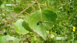 Самодельные одноухие мормомухи.  Первый опыт использования