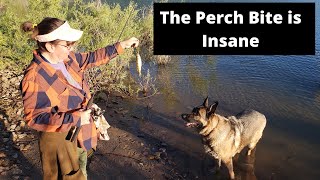 Insane Perch Bite - Take the Kids Fishing - Pineview