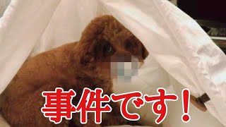 前代未聞？！あれだけ気を付けていたのにーー(/_;)おしゃぶりをする犬！　トイプードルのTaruto\u0026Rasuku