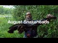 August Snakeheads