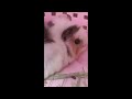 赤ちゃんモルモットの初めてのお家　baby guinea pigs first home