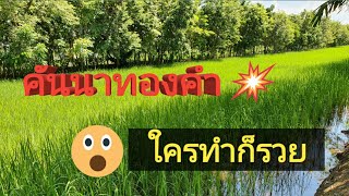 คันนาทองคำ ใครทำก็รวย