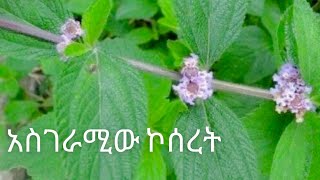 ethiopian food:ኮሰረት🍂ኮሠረት ቅጠል/Lippia Abyssinica