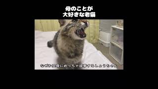 母のことが大好きな老猫を父が呼んだら…【保護猫・老猫】 #shorts #保護猫 #老猫 #元野良猫