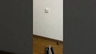 ティッシュと水で虫を傷つけないで捕獲し外でお別れをした