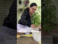 repotting of root bound chilly plant wintergardening