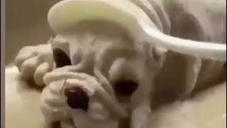 犬ケーキのリアクション funny dog reaction to dog cake