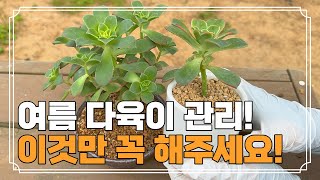 지금 다육이 키우면서 절대 하지 말아야 할 일!! | 여름 다육이 관리 세가지 꿀팁 | 장마철 다육이 관리법