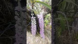 Foxtail Orchid Flower ( \