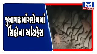 Junagadh: માંગરોળમાં સિંહોના આંટાફેરા | Mantavya News