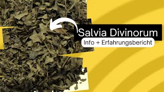 Salvia Divinorum - Info und Erfahrungsbericht