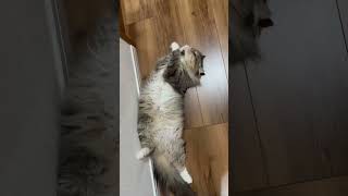 【初めてキャットフード以外を食べた猫💯】🐈 夕方真面目な動画アップします… #猫 #shorts #youtube #cat