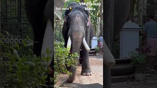 Pampady Rajan അസുഖം മാറി അമ്മയെ കാണാൻഎത്തിയപ്പോൾ@VMPRADEEP#shorts #keralaelephant#pampadyrajan