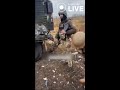 🔥🔥🔥Бронеавтомобіль mastiff