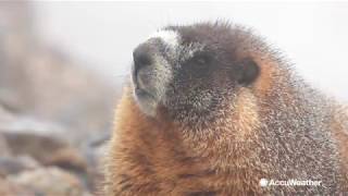 How Groundhog Day is connected to astronomy