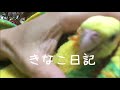 くちばしをギョリギョリ鳴らす理由！！【オカメインコのきなこ】