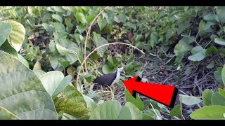 Playtube Pk Ultimate Video Sharing Website