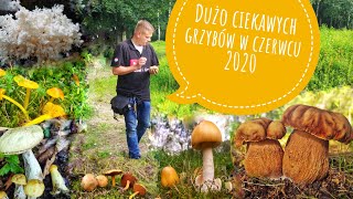 Dużo ciekawych grzybów w czerwcu 2020. Czy lipiec będzie bogaty w grzyby?