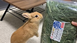 硬い牧草が苦手なうさぎさんに　繊維質たっぷりオーツヘイを与えてみました