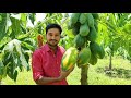 Papaya Harvesting !!!