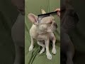 french bulldog 頭…撫で撫で‼フレンチブルドッグのロクちゃん‼ shorts