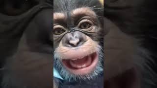 🐒 BABY ANGADA, Best Viral Funny Modern Monkey Lifestyle, #MyYouTubeRecipe, Cute Monkeys, #shorts