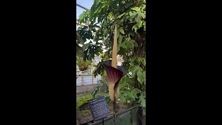 Rare and Pungent 'Corpse Flower' Blooms at Brooklyn Botanic Garden