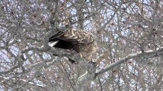 23年　冬の北海道　野鳥撮影