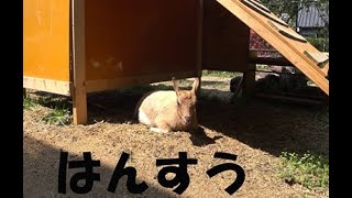 はんすう