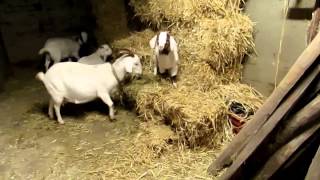 goatlog: Looking for food in all the wrong places (2014-12-15+16)