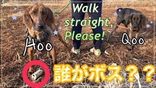 First walk! はじめての朝散歩〜うまく歩けるかな？『098』Plotthound Moo, Qoo \u0026 Hoo