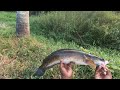 ഇ ഫ്രോഗ് കണ്ടാൽ മീന് പ്രാന്താകും🤯 snake head fishing cherumeen traditional fishing new video