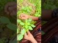 குப்பை போல் இருக்கும் மேனியை சரி செய்யும் குப்பைமேனி🪴 gardening garden herbal plants