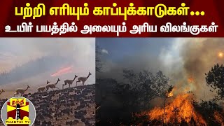 காட்டுத்தீக்கு இரையான காப்புக்காடுகள்...15 \