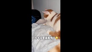 没有底线的撩闲牛🤣（想看后续的扣1）#戏精猫咪的日常 #猫咪的迷惑行为