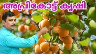 അപ്രി കോട്ട് പഴകൃഷി വിളവെടുപ്പ് , Apricot Fruit Farming And Harvesting